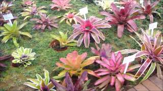 Bromeliads Fernhaven Experience [upl. by Ihcehcu]