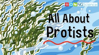 All About Protists [upl. by Nirtiak]