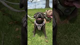 More outfits than mum dog dogs puppy dogsofyoutube bullybillows collars americanbully staffy [upl. by Cyrie]