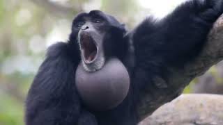 yelling monkey REAL SCREAMING GIBBON MONKEY DIDNT EDIT [upl. by Boeschen]