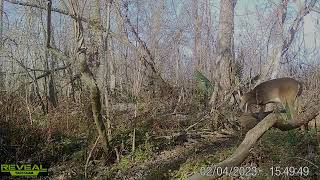 Maurepas Swamp WMA Trail Cam Videos thru Feb 2023 [upl. by Swirsky]