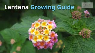 Lantana Growing Guide Shrub Verbana  All You Need to Know to Get Started  by Gardeners HQ [upl. by Aztiram]