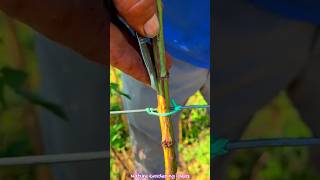 Grafting Technique On Rose Plant gardeninggrafting rose plant shorts shortvideo [upl. by Cibis]