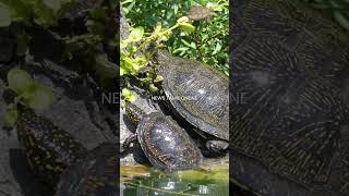 Special about Tortoise tamil facts tamifacts animals facts tamilnews tortoise factsintamil [upl. by Aksel]