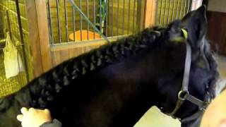 HORSESHow to FRIESIAN FRENZYbraids [upl. by Gardal]