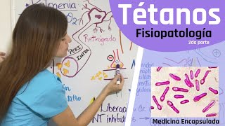 Patogenia del Tétanos  fisiopatología del Clostridium tetani 2da parte [upl. by Jones884]