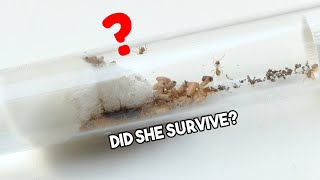 IS THE QUEEN ALIVE  Lasius Umbratus Ant Colony  Update 1 [upl. by Elleirb936]