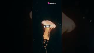 The Immortal Jellyfish Heres How It Reverses Aging [upl. by Ytoc143]