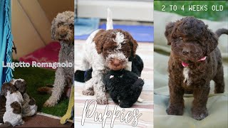 Lagotto puppies from 2 to 4 weeks old [upl. by Drazze]