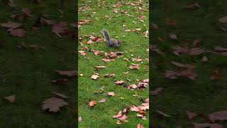 Speedy squirrel at clumber park clumberpark nature nationaltrust wildlife hike [upl. by Cammi]