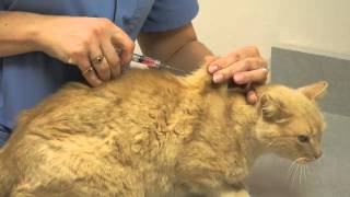 Local Experts Granite City Pet Hospital How to Inject a Cat [upl. by Magan]