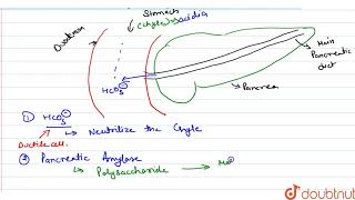 What substance are contained in pancreatic juice  What are their functions [upl. by Ahsiloc904]