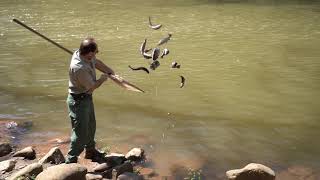 WVDNR prepares for fall trout stocking [upl. by Tchao]