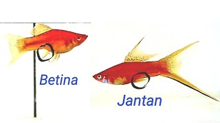 Cara membedakan jantan dan betina ikan pedangSwordtail [upl. by Anirod709]