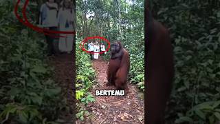 Jika bertemu dengan orangutan jangan bergerak shorts [upl. by Hsepid]