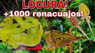 De HUEVO a RANA DOCUMENTAL COMPLETO del DESARROLLO de RENACUAJOS de RANA PACMAN CORNUDA INÉDITO [upl. by Bryner]