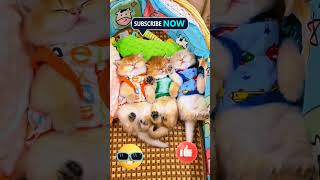 Your Cuties are Here Do you Like Cute KittiesCute Kitties funnycats cutekitty cutepets pets [upl. by Hearsh]