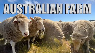 Feeding 10000 Sheep in 24 Hours Australian Sheep Farm Vlog [upl. by Necyla226]