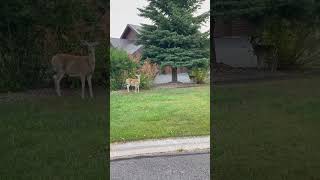 Being watched by mule deer or are they white tails [upl. by Ybloc610]