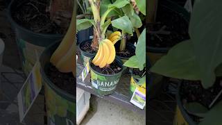 Planting banana trees [upl. by Ardnatal]