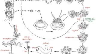 Lycopodium versus Selaginella life cycles [upl. by Ramu]