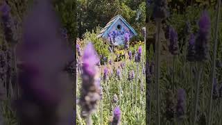 Garden attractions  BEE FRIENDLY gardening shorts pollinators [upl. by Matland]