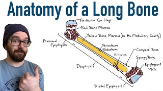 Anatomy of a Long Bone [upl. by Nibot]