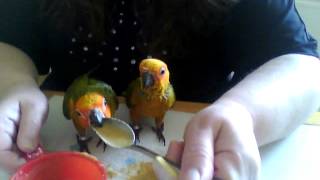 Hand feeding Sun Conure Parrots with a spoon and not a syringe [upl. by Linskey281]