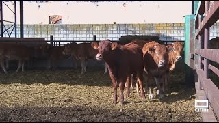 El Campo  Los ganaderos piden agilizar las guías de movimiento  281024 [upl. by Egiap]