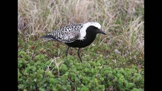 Grey Plover Bird Call [upl. by Odicalp]