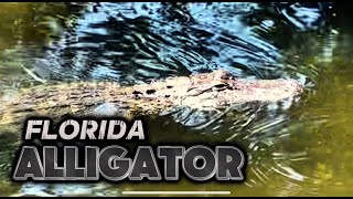 Encounter with a Florida Alligator [upl. by Aisel]