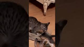 Always Look Before You Squat  Kittens too kittens spider funny [upl. by Mauralia664]