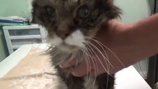 22 Year Old Cat Euthanasia [upl. by Nhguaval376]