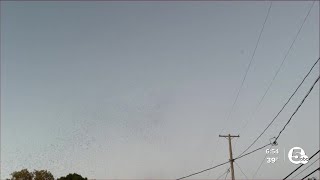 Midges swarming around Northeast Ohio [upl. by Maxey850]