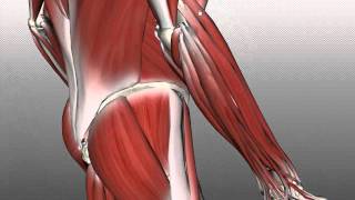 Forearm Muscles Part 2  Posterior Extensor Compartment  Anatomy Tutorial [upl. by Gustav]