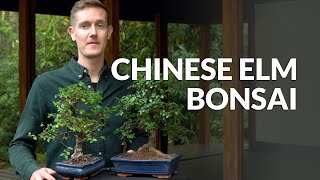 Chinese Elm Bonsai care Ulmus [upl. by Octavia349]