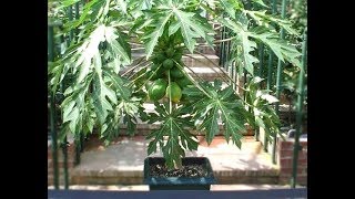 How to Grow Papayas in Containers Indoors  Complete Growing Guide [upl. by Iviv156]