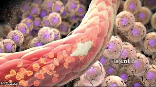 Réaction inflammatoire animation 3D [upl. by Yelyak]