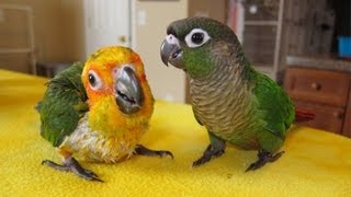 Green Cheek Jenday and Sunday Conures hanging out [upl. by Batha318]