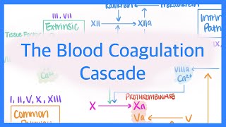 The Blood Coagulation Cascade Intrinsic Extrinsic amp Common Pathways [upl. by Silvano]