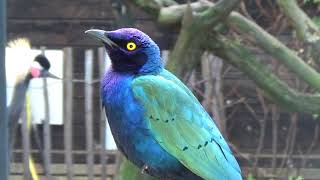 Purple Glossy Starling [upl. by Annovahs]