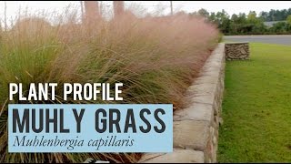 Muhly Grass Plant Profile [upl. by Iddo449]