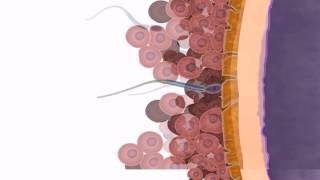 General Embryology  Detailed Animation On Fertilization [upl. by Netsryk]