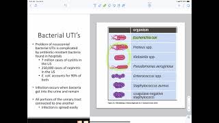 Bacteria Urinary Tract Infections [upl. by Wanonah728]