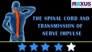 Learn Biology The Spinal Cord and Transmission of Nerve Impulse [upl. by Thamora263]