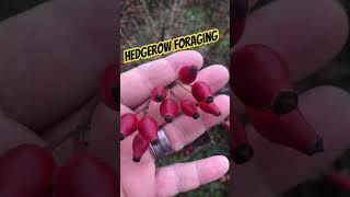 Hedgerow Foraging [upl. by Velick]