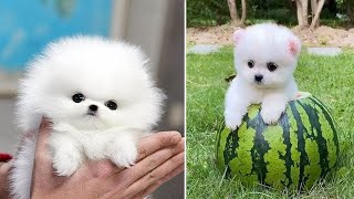 Cute Pomeranian Puppies Doing Funny Things 9  Cute and Funny Dogs [upl. by Ladnik]