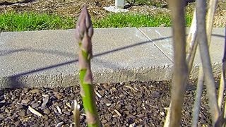 Asparagus  Second Year Growth  Raised bed garden [upl. by Gulick979]