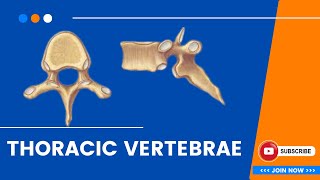 Thoracic Vertebrae  Osteology bones anatomy education mbbs neet World of Anatomy [upl. by Retxab]