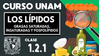 🌱 LÍPIDOS  Moléculas orgánicas  CURSO UNAM  Grasas saturadas insaturadas fosfolípidos [upl. by Iglesias]